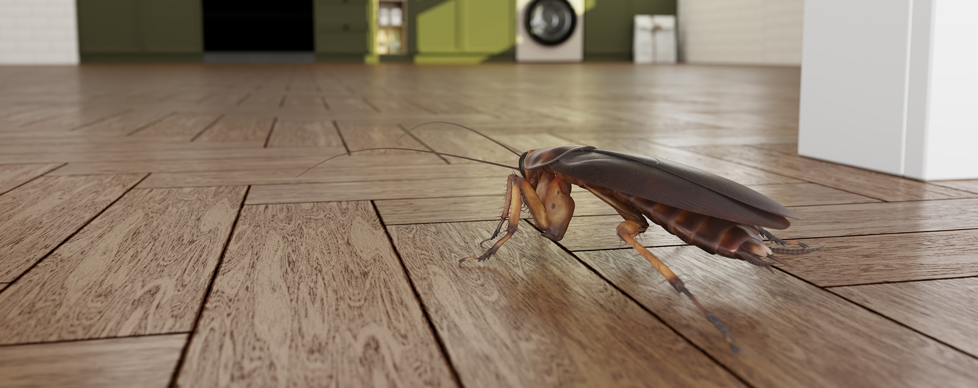 Integrated Cockroach Management