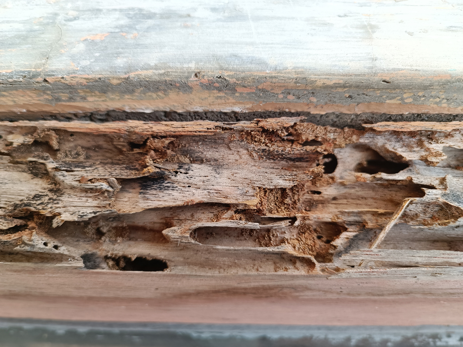 What are Termites?