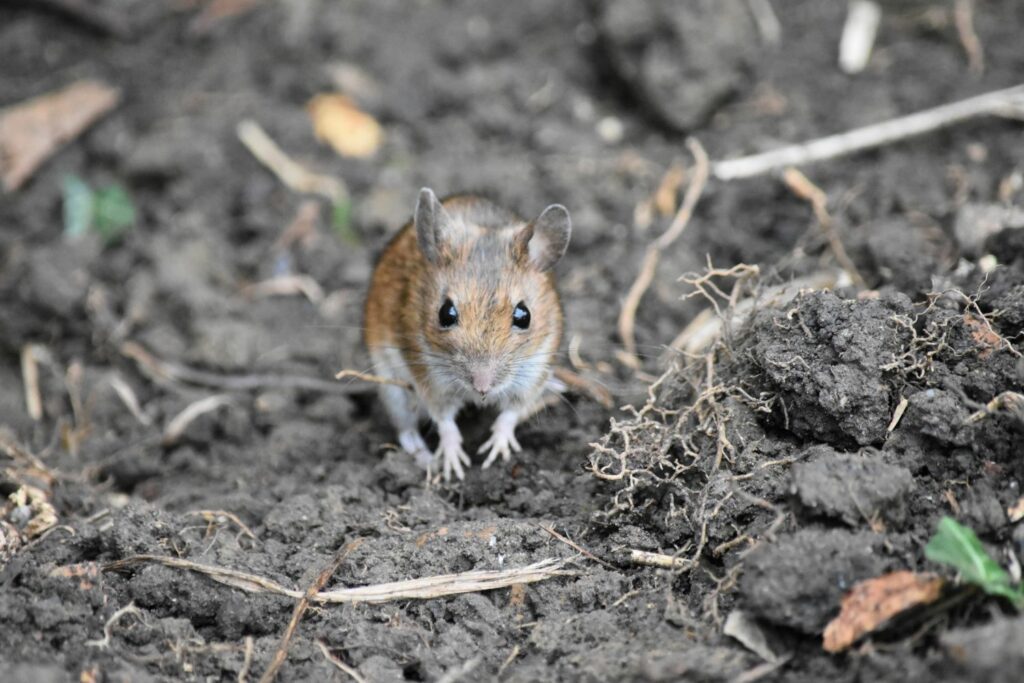 Rodent & Mouse Comparison