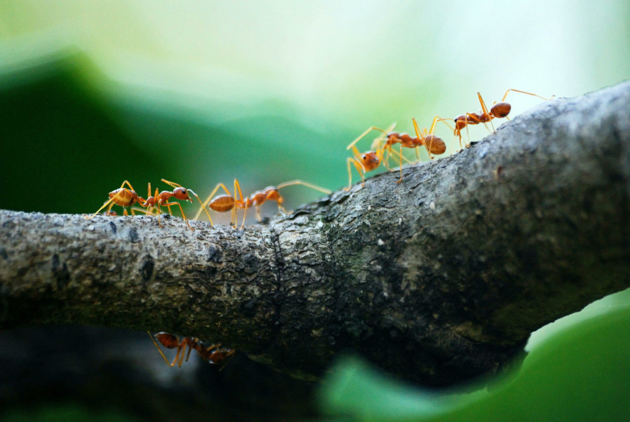 Surefire Fipronil Solutions for Red Imported Fire Ant Control